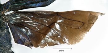 Media type: image;   Entomology 27349 Aspect: Wing hind